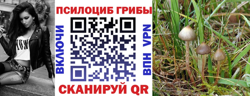 продажа наркотиков Пугачёв Галлюциногенные грибы MAGIC MUSHROOMS